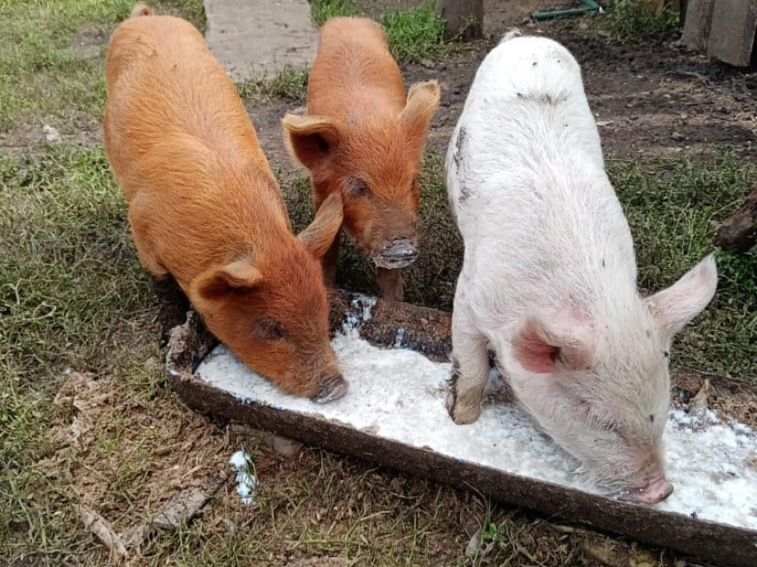 Рыжие пятачки: В Забайкалье выявлены необычные свиньи